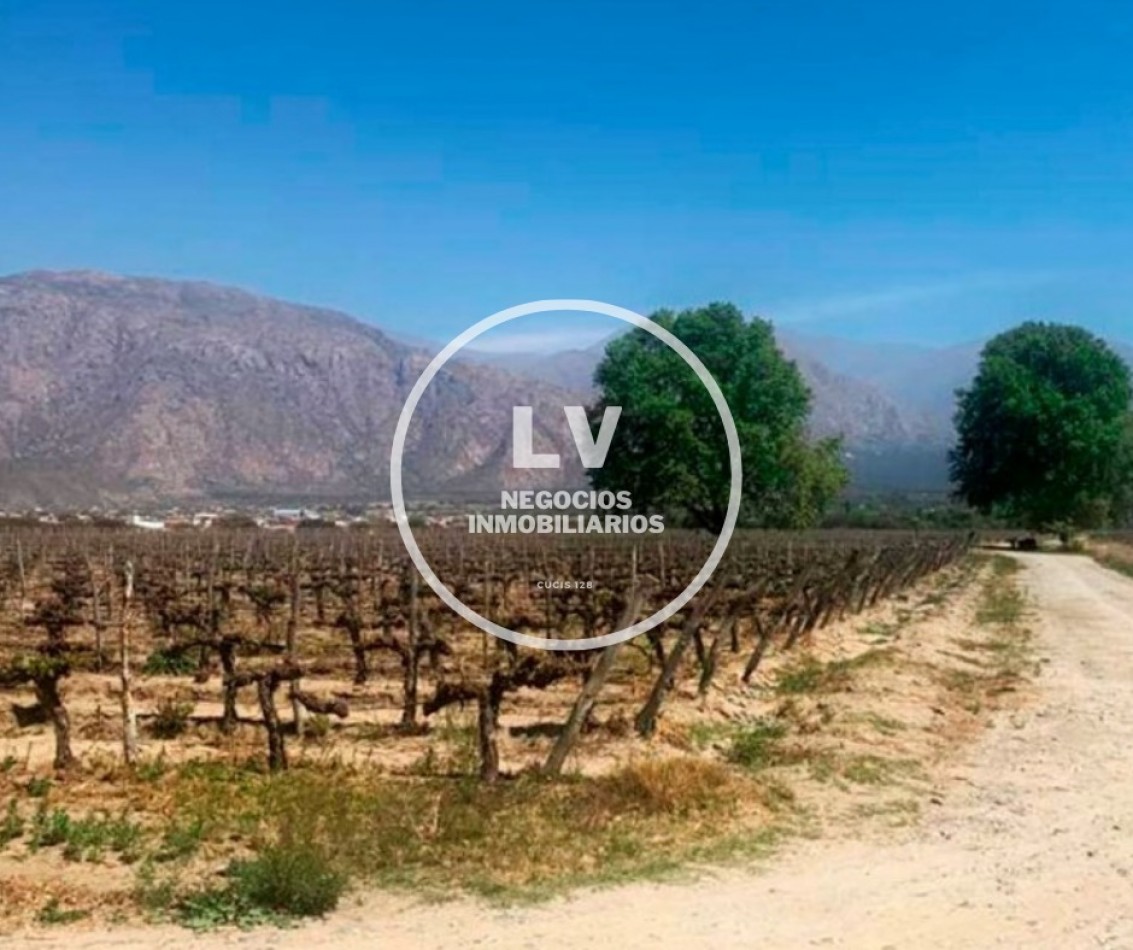 CAFAYATE LOTEO LOS AROMOS