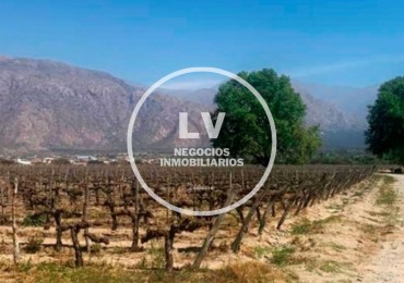 CAFAYATE LOTEO LOS AROMOS